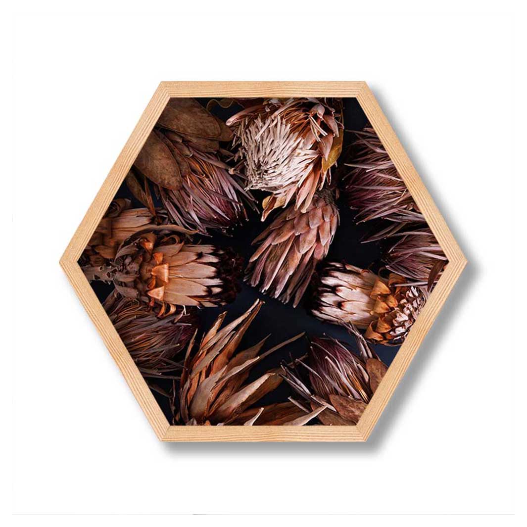 GOLDEN BROWNS PROTEAS PINE HEX