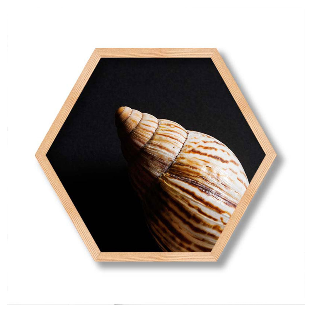 DIAGONAL SMOOTH SEA SHELL ON BLACK PINE HEX