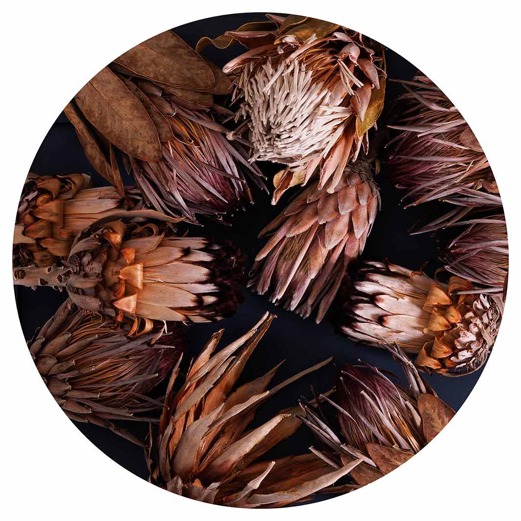 GOLDEN BROWNS PROTEAS ROUND PLACEMAT