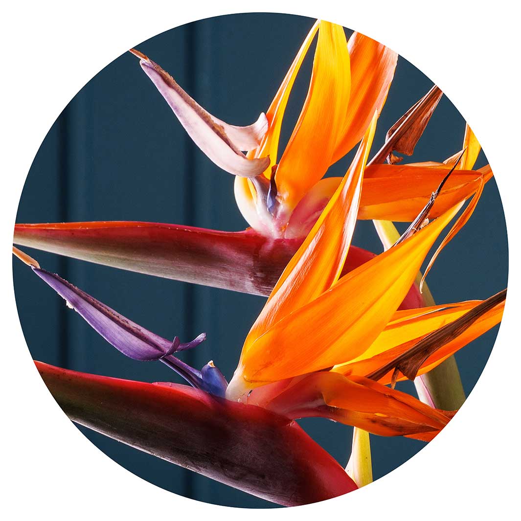 STRELITZIA TRIO ON RICH BLUE ROUND PLACEMAT