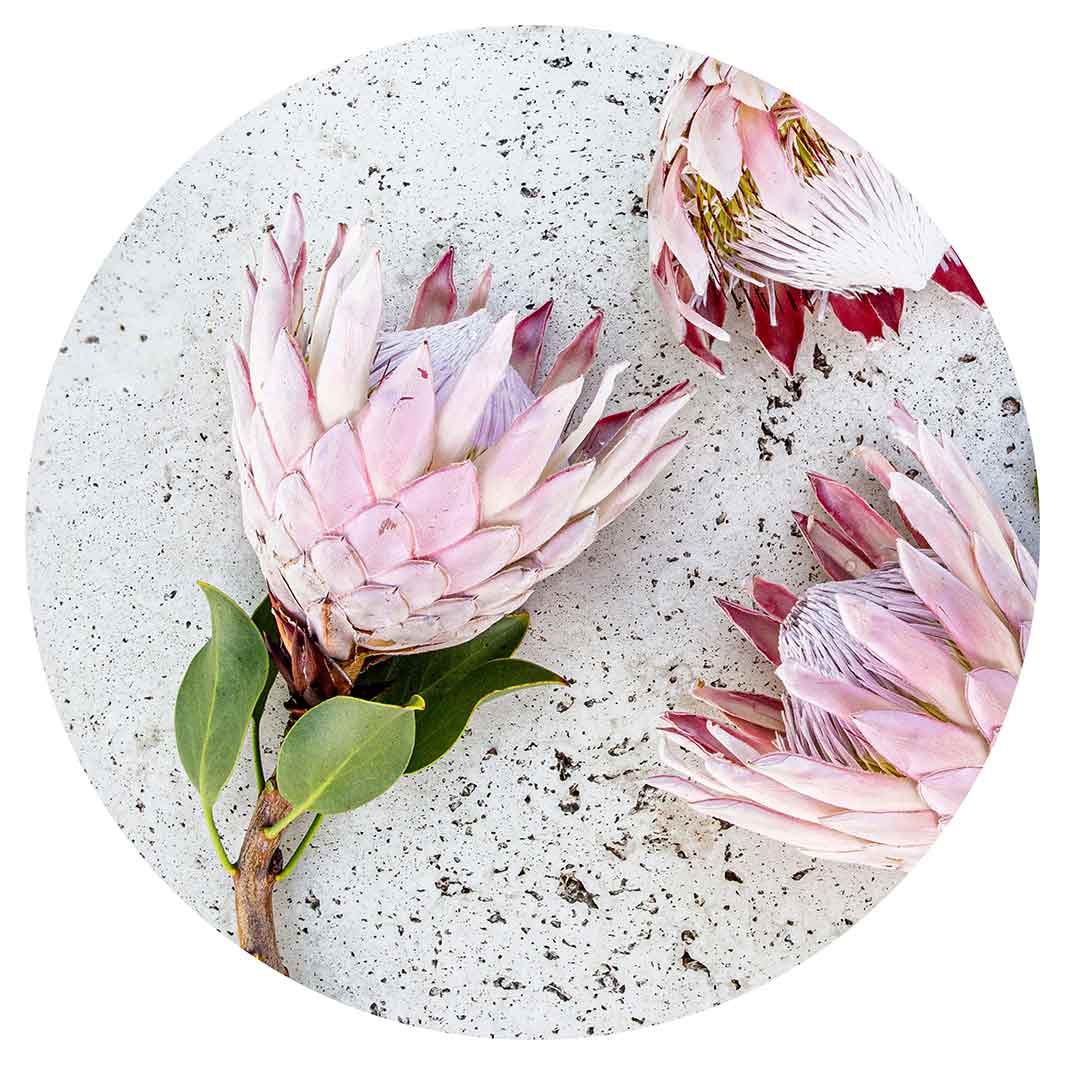 FLORAL PINK PROTEAS ON WHITE ROUND PLACEMAT
