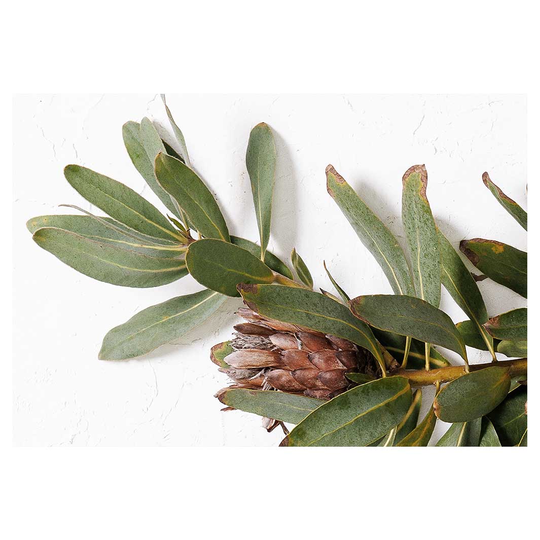 DRIED PROTEA WITH GREEN LEAVES RECTANGULAR PLACEMAT
