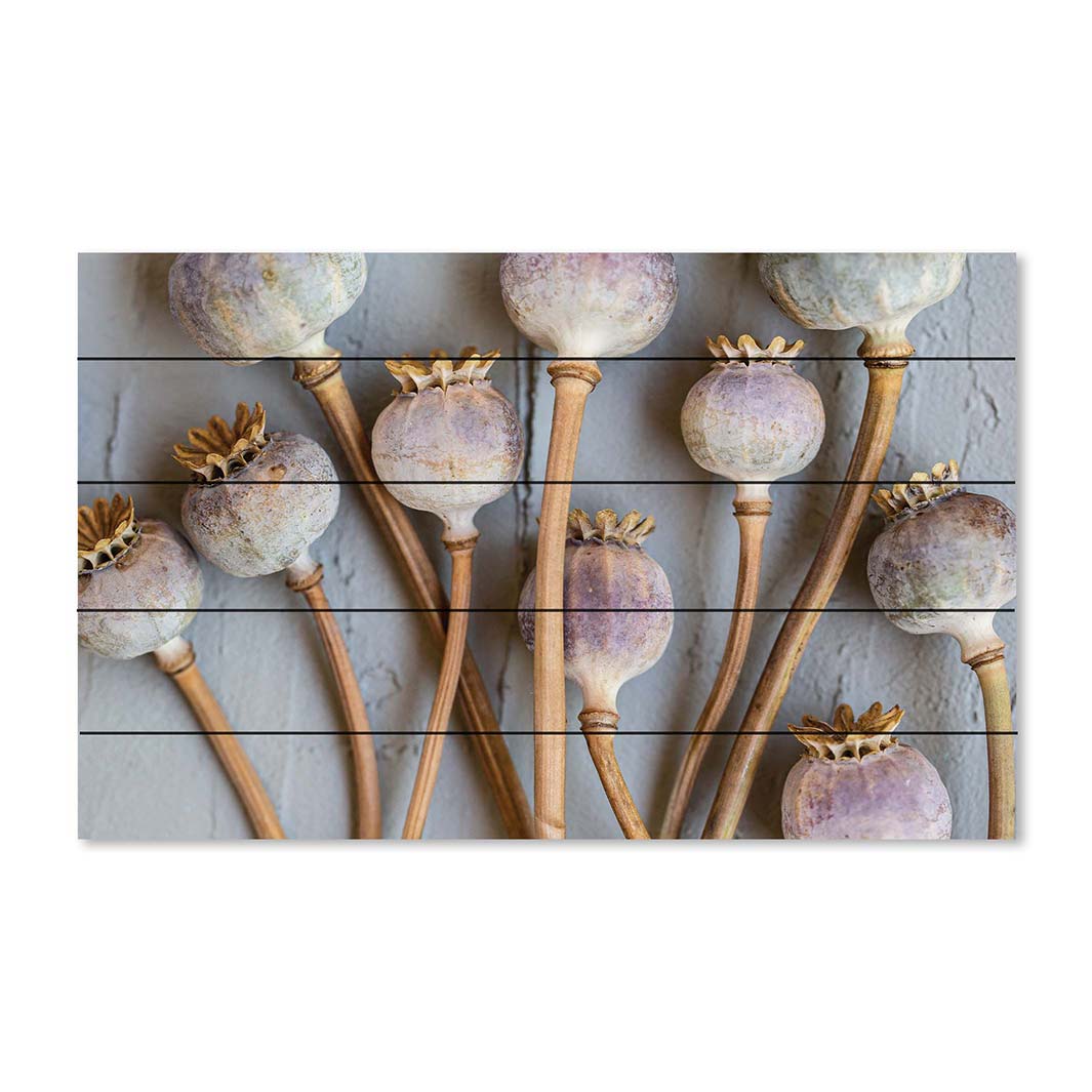 NATURAL PURPLE GIANT POPPY SEEDS ON GREY PINE WOOD PRINT