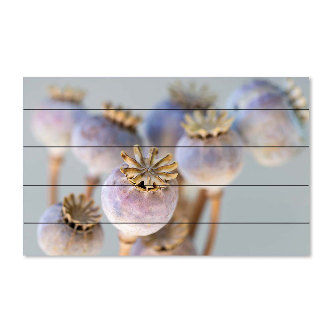 NATURAL PURPLE GIANT POPPY SEED BUNCH ON GREY PINE WOOD PRINT