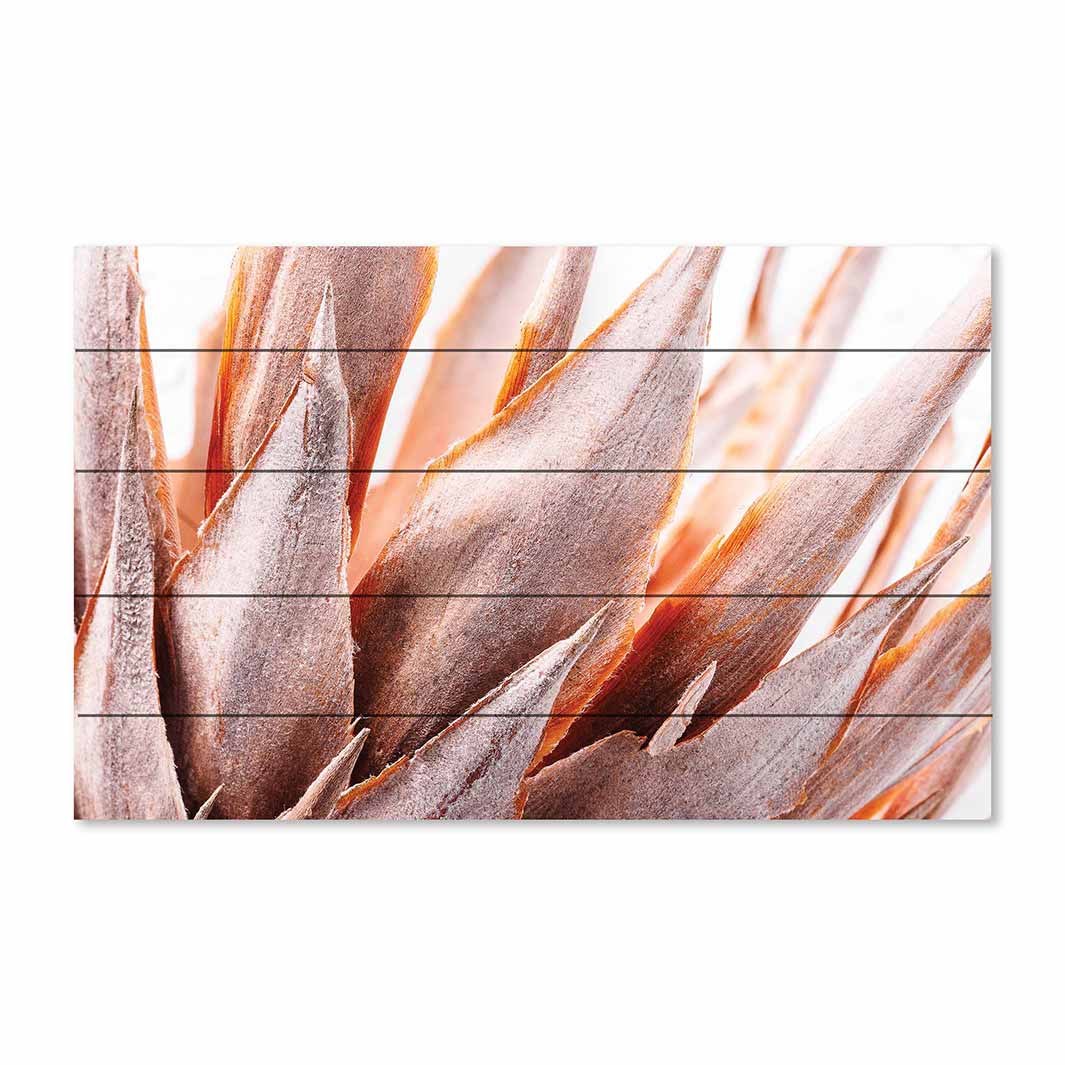 DRIED RUSTIC PINK PROTEA PINE WOOD PRINT