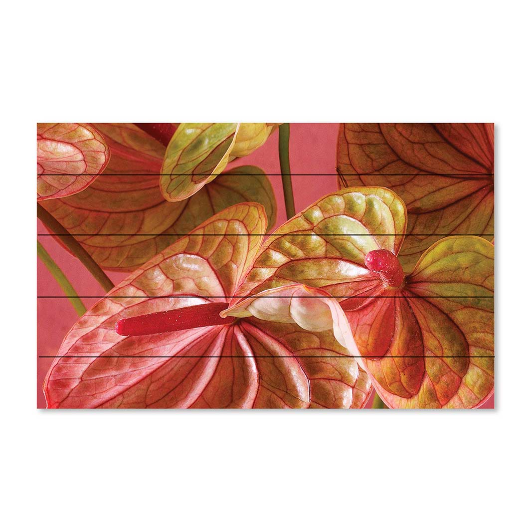 ANTHURIUM LIGHT PINK AND GREEN ON MAGENTA PINE WOOD PRINT