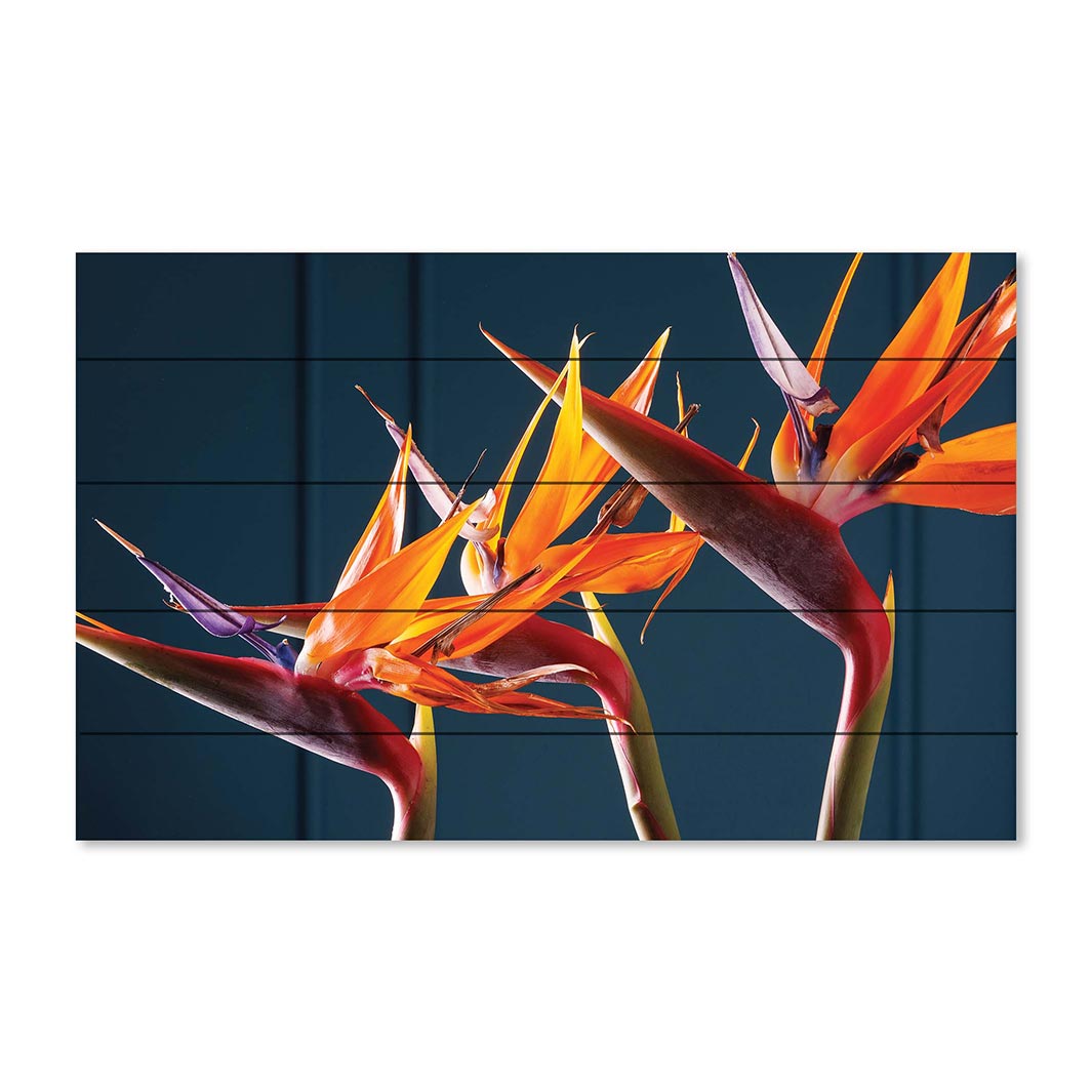 STRELITZIA TRIO ON RICH BLUE PINE WOOD PRINT