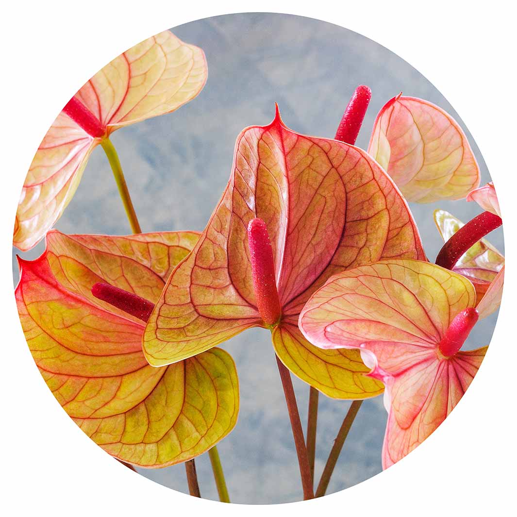ANTHURIUM LIGHT PINK AND GREEN ON BLUE ROUND RUG