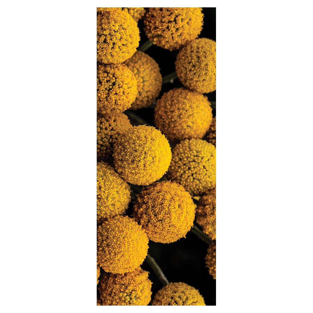 NATURAL YELLOW CRASPEDIA BILLY BUTTON BALLS ROOM DIVIDER