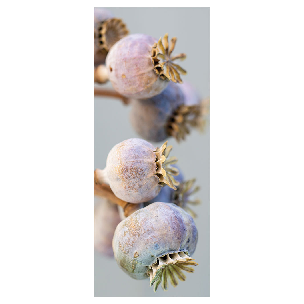 NATURAL PURPLE GIANT POPPY SEED BUNCH ON GREY ROOM DIVIDER