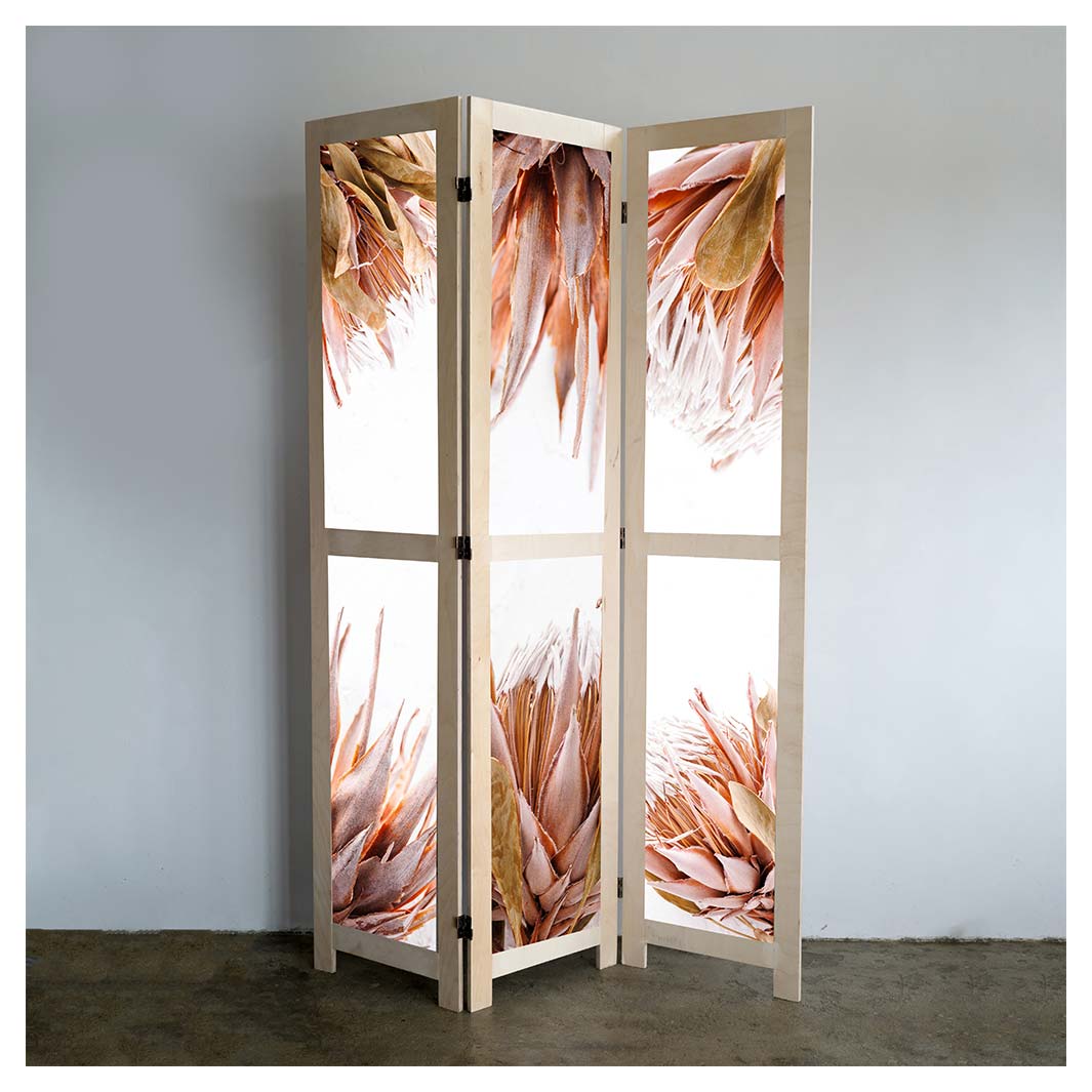 DRIED PINK PROTEA ROOM DIVIDER