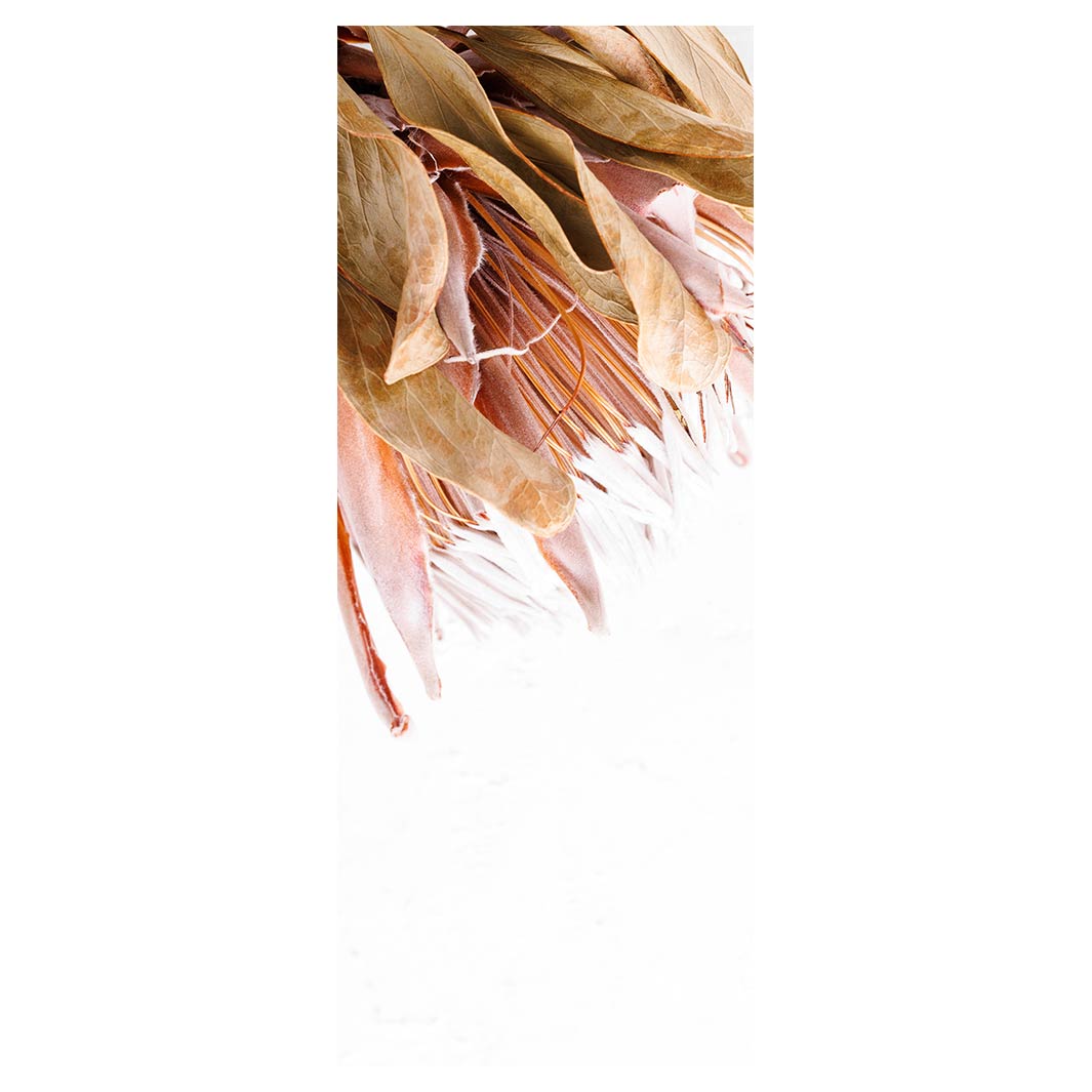 DRIED PINK PROTEA ROOM DIVIDER