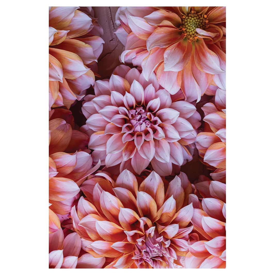 FLORAL PINK AND ORANGE DAHLIA FLOWERS RECTANGULAR RUG