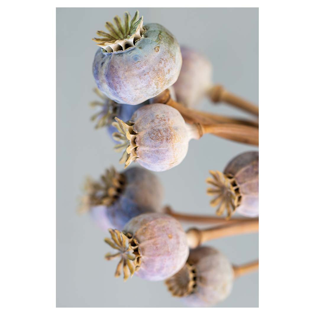 NATURAL PURPLE GIANT POPPY SEED BUNCH ON GREY RECTANGULAR RUG