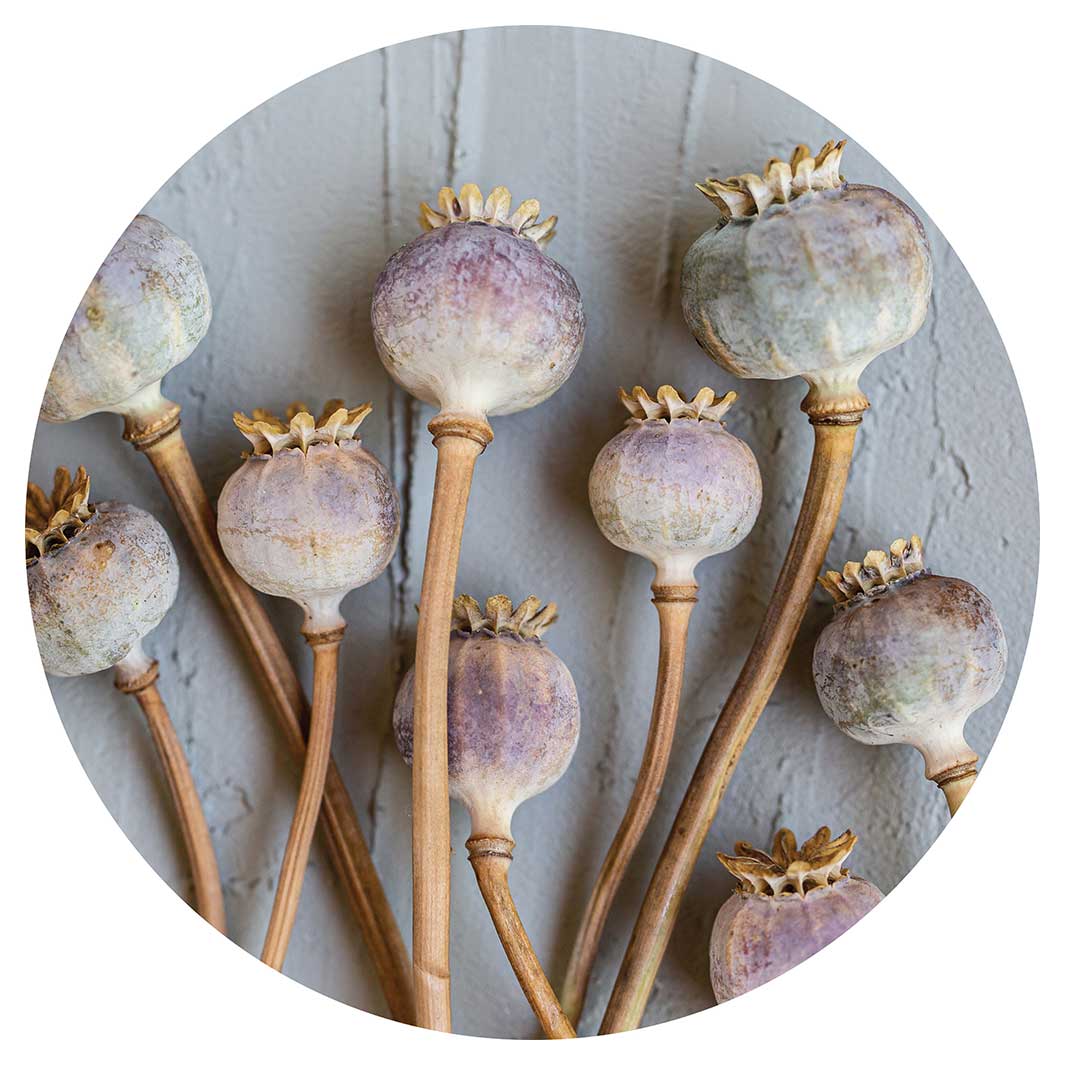 NATURAL PURPLE GIANT POPPY SEEDS ON GREY SERVING BOARD