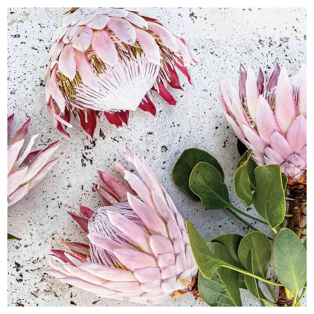 FLORAL PINK PROTEAS ON WHITE SQUARE SCATTER CUSHION