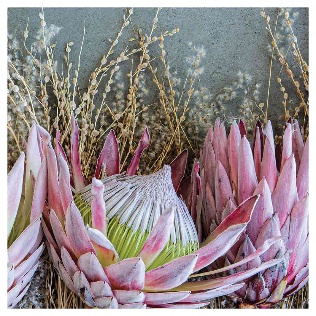 FLORAL DEEP PINK KING PROTEA SQUARE SCATTER CUSHION