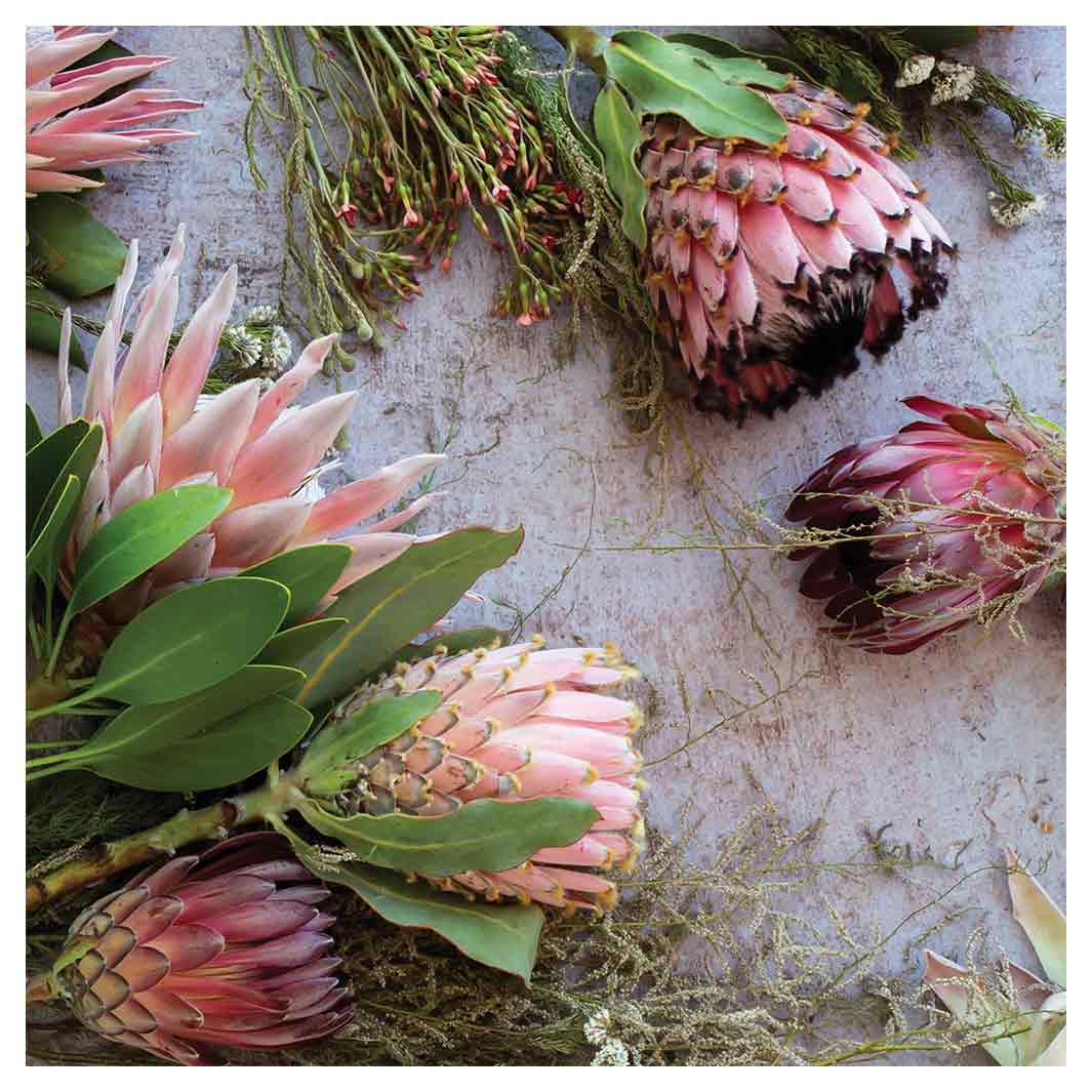 FLORAL PINK MIXED KING PROTEAS SQUARE SCATTER CUSHION