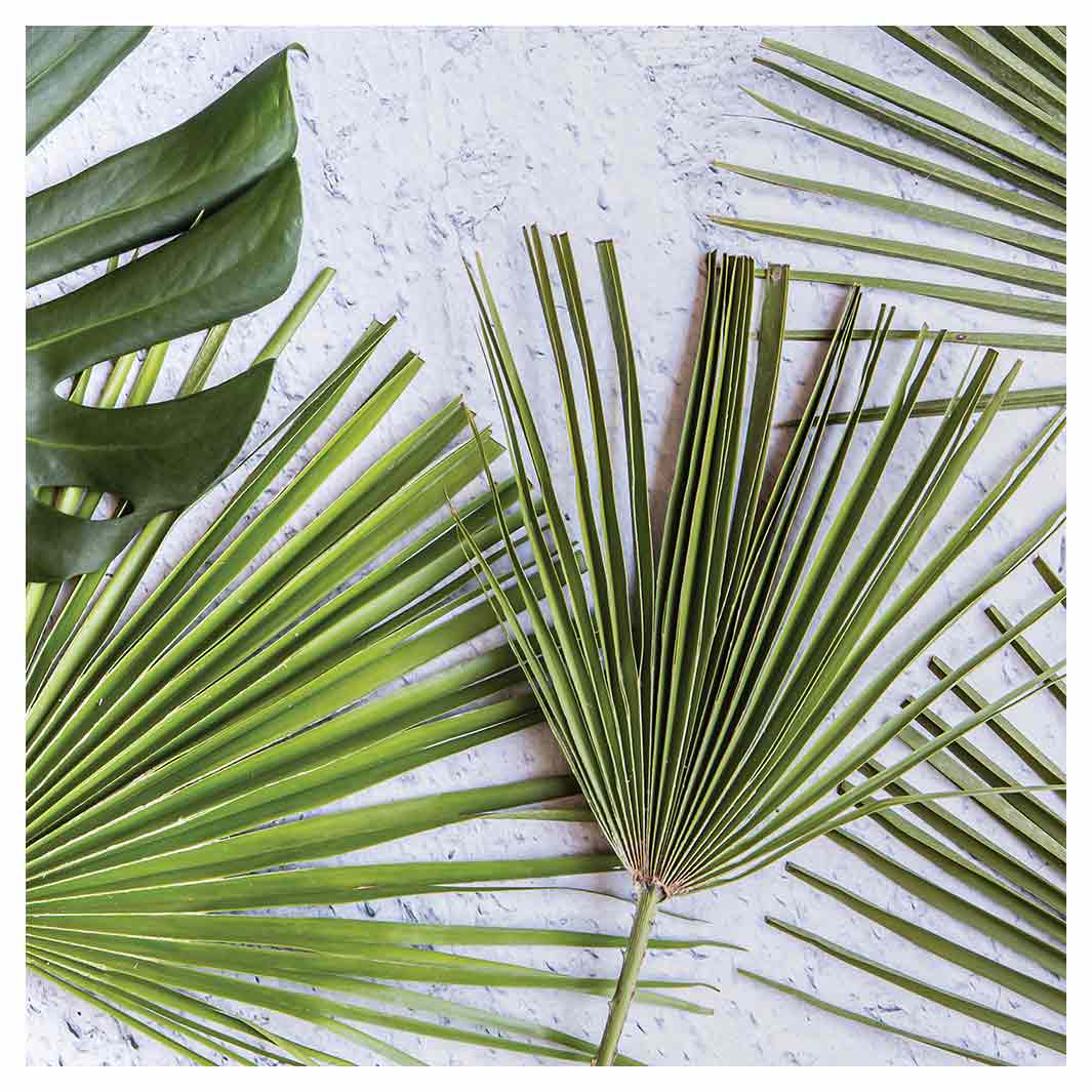 LEAVES GREEN PALM LEAVES ON WHITE SQUARE SCATTER CUSHION