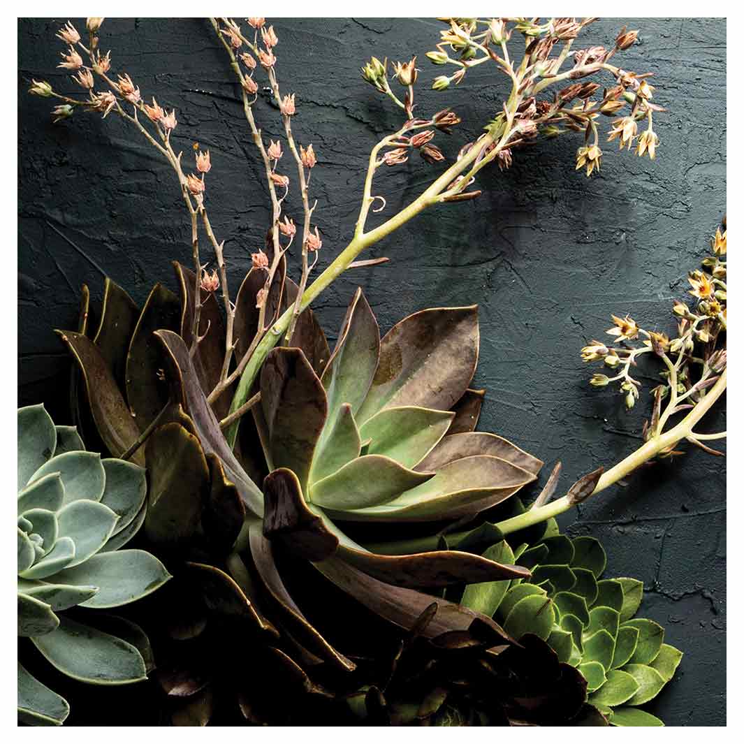 NATURAL GREEN ALOE BUSH WITH LEAVES SQUARE SCATTER CUSHION
