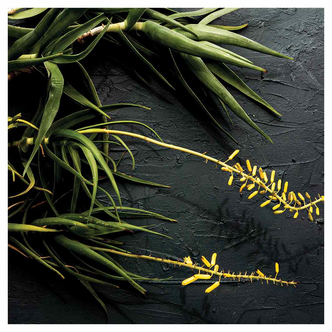 NATURAL YELLOW BLOSSOMS ALOE BUSH ON GREY SQUARE SCATTER CUSHION