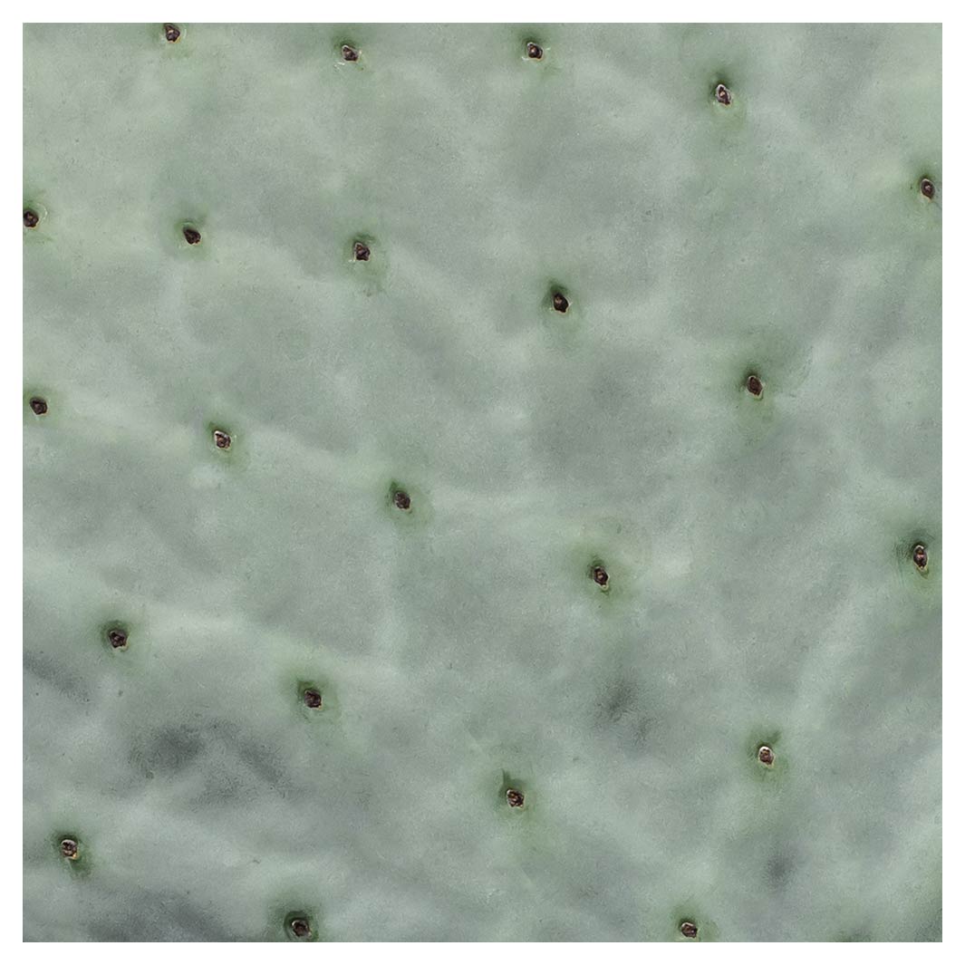 NATURAL GREEN PRICKLY PEAR LEAF SQUARE SCATTER CUSHION