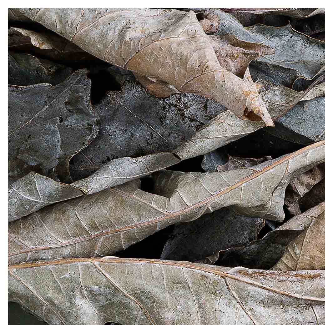 MONOCHROMATIC GREY GREEN LEAVES SQUARE SCATTER CUSHION