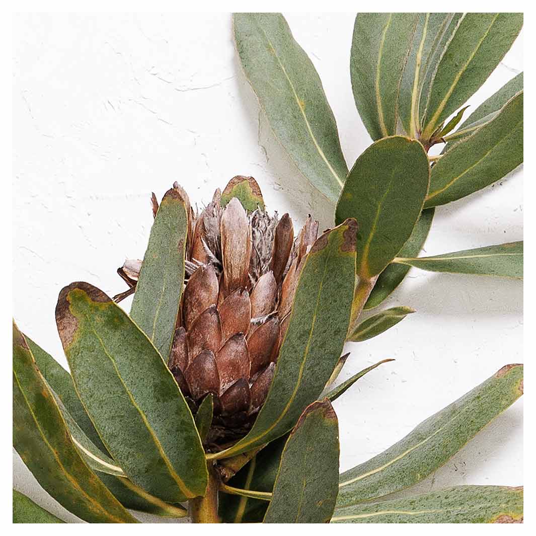 DRIED PROTEA WITH GREEN LEAVES SQUARE SCATTER CUSHION