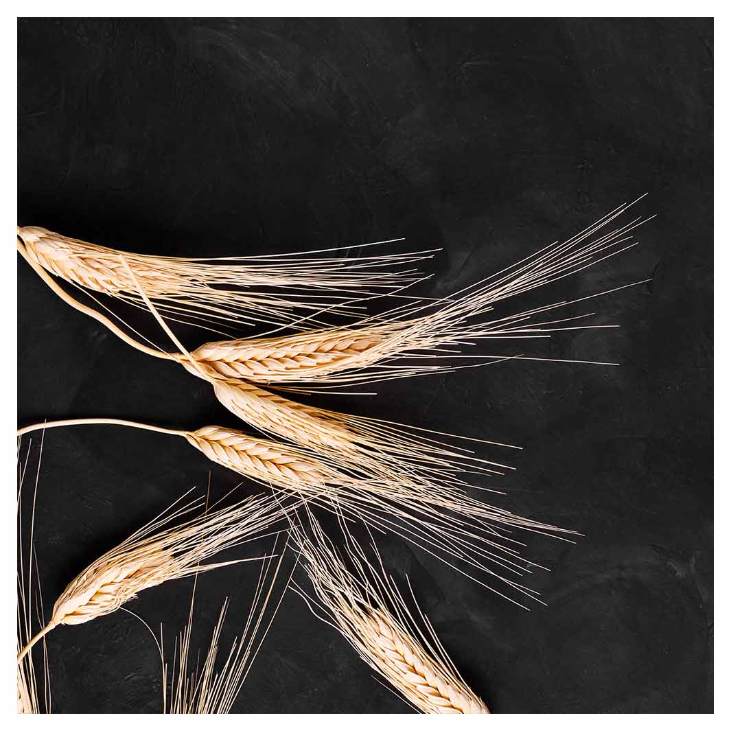 SCATTERED WHEAT ON BLACK SQUARE SCATTER CUSHION