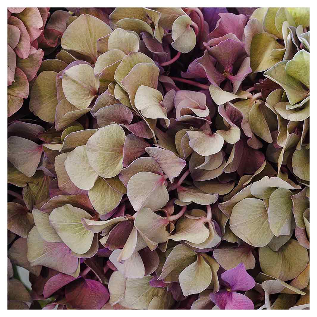 HYDRANGEA DEEP FLORAL TONES SQUARE SCATTER CUSHION