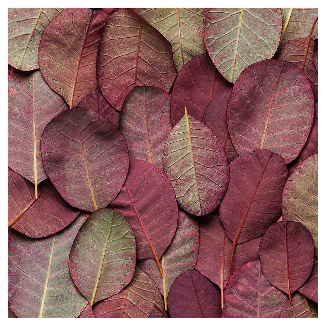 LEAF ARRANGEMENT DARK MAUVE AND GREEN SQUARE SCATTER CUSHION