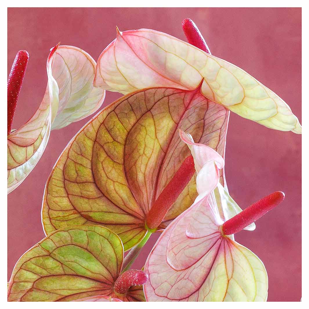 ANTHURIUM LIGHT PINK AND GREEN ON MAGENTA SQUARE SCATTER CUSHION