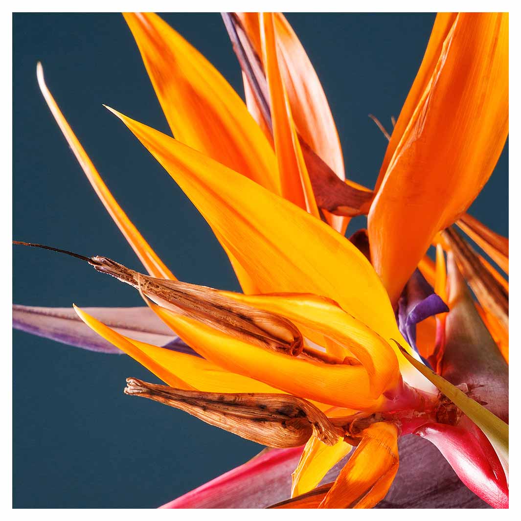 STRELITZIA ORANGE ON BLUE SQUARE SCATTER CUSHION