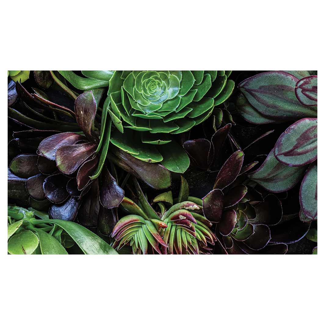 NATURAL GREEN AND PURPLE ALOE GARDEN RECTANGULAR SCATTER CUSHION