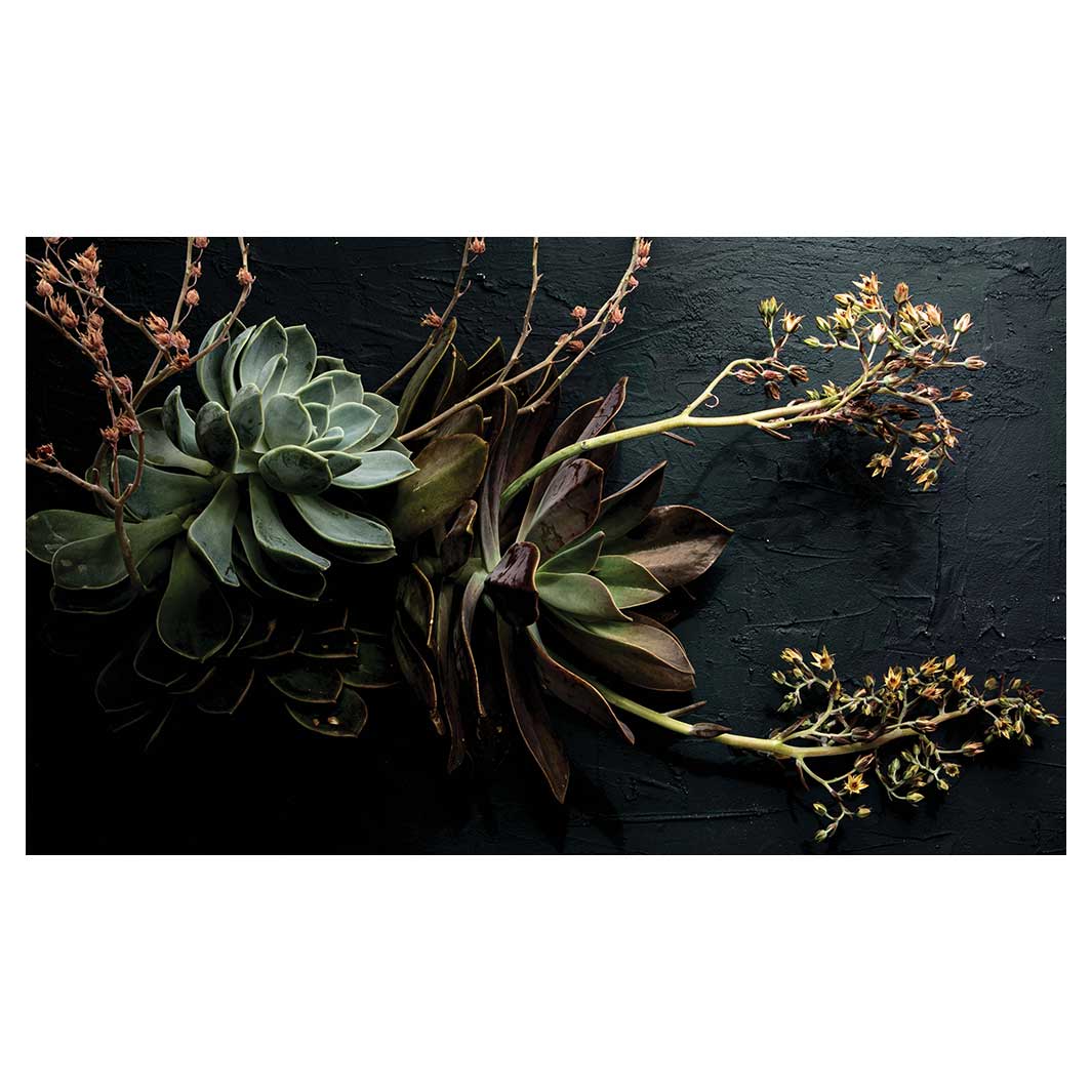 NATURAL GREEN ALOE BUSH WITH LEAVES RECTANGULAR SCATTER CUSHION