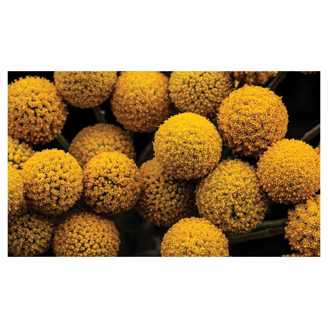 NATURAL YELLOW CRASPEDIA BILLY BUTTON BALLS RECTANGULAR SCATTER CUSHION