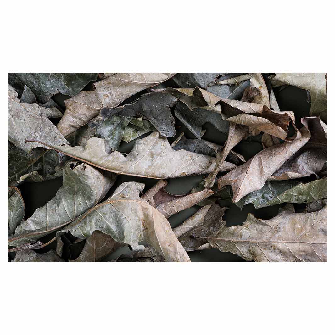 MONOCHROMATIC GREY GREEN LEAVES RECTANGULAR SCATTER CUSHION