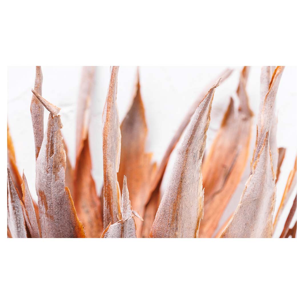 DRIED PINK PROTEA RECTANGULAR SCATTER CUSHION