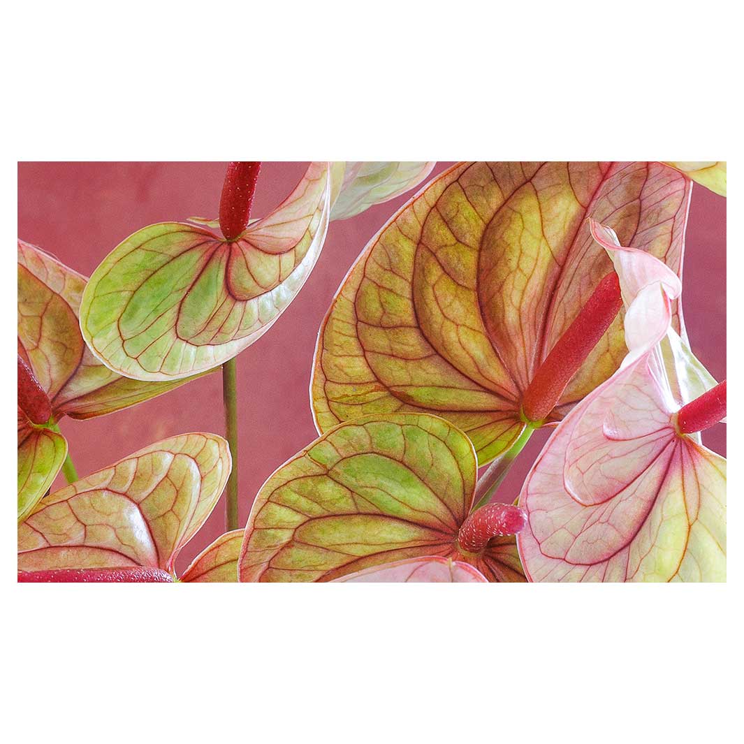 ANTHURIUM LIGHT PINK AND GREEN ON MAGENTA RECTANGULAR SCATTER CUSHION