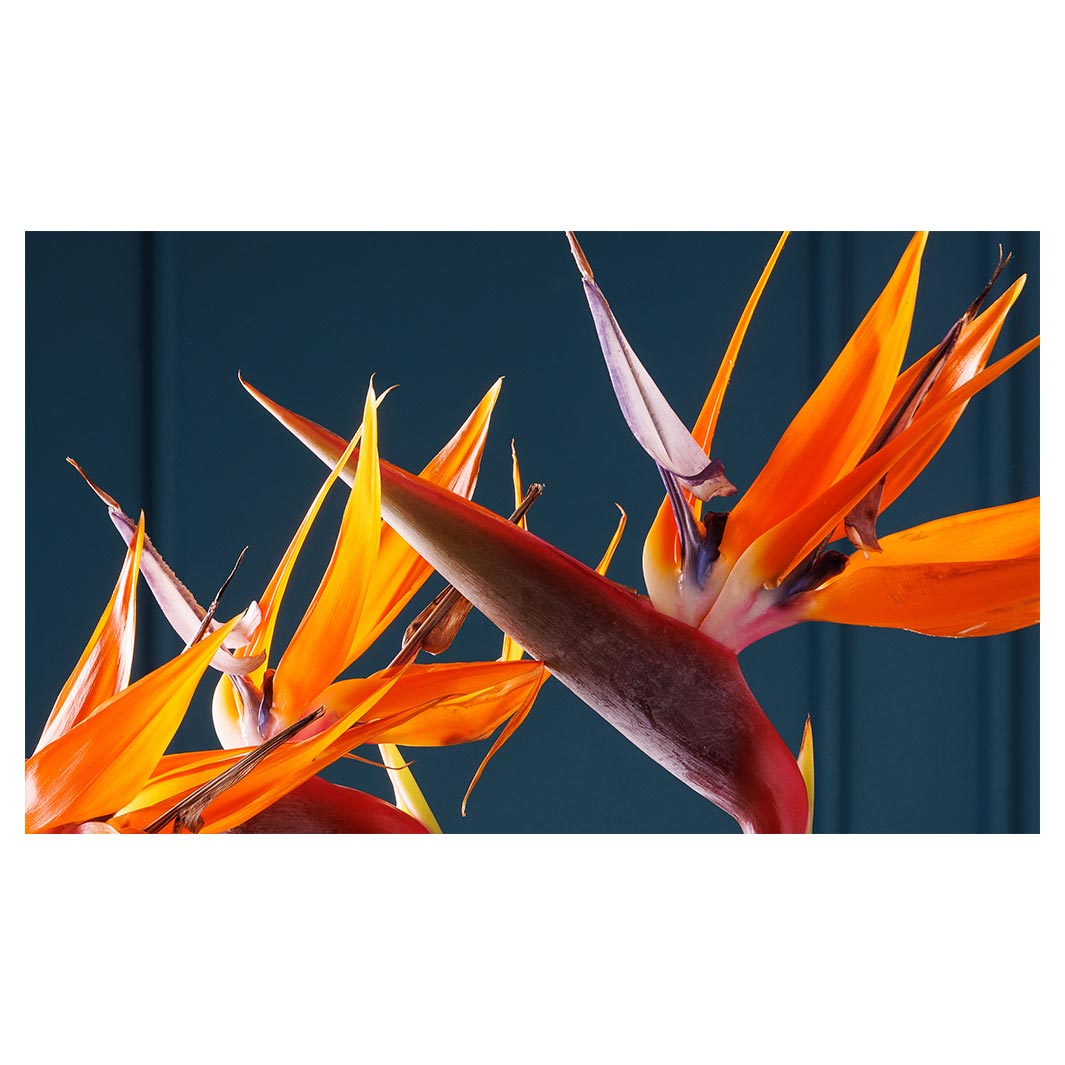 STRELITZIA TRIO ON RICH BLUE RECTANGULAR SCATTER CUSHION