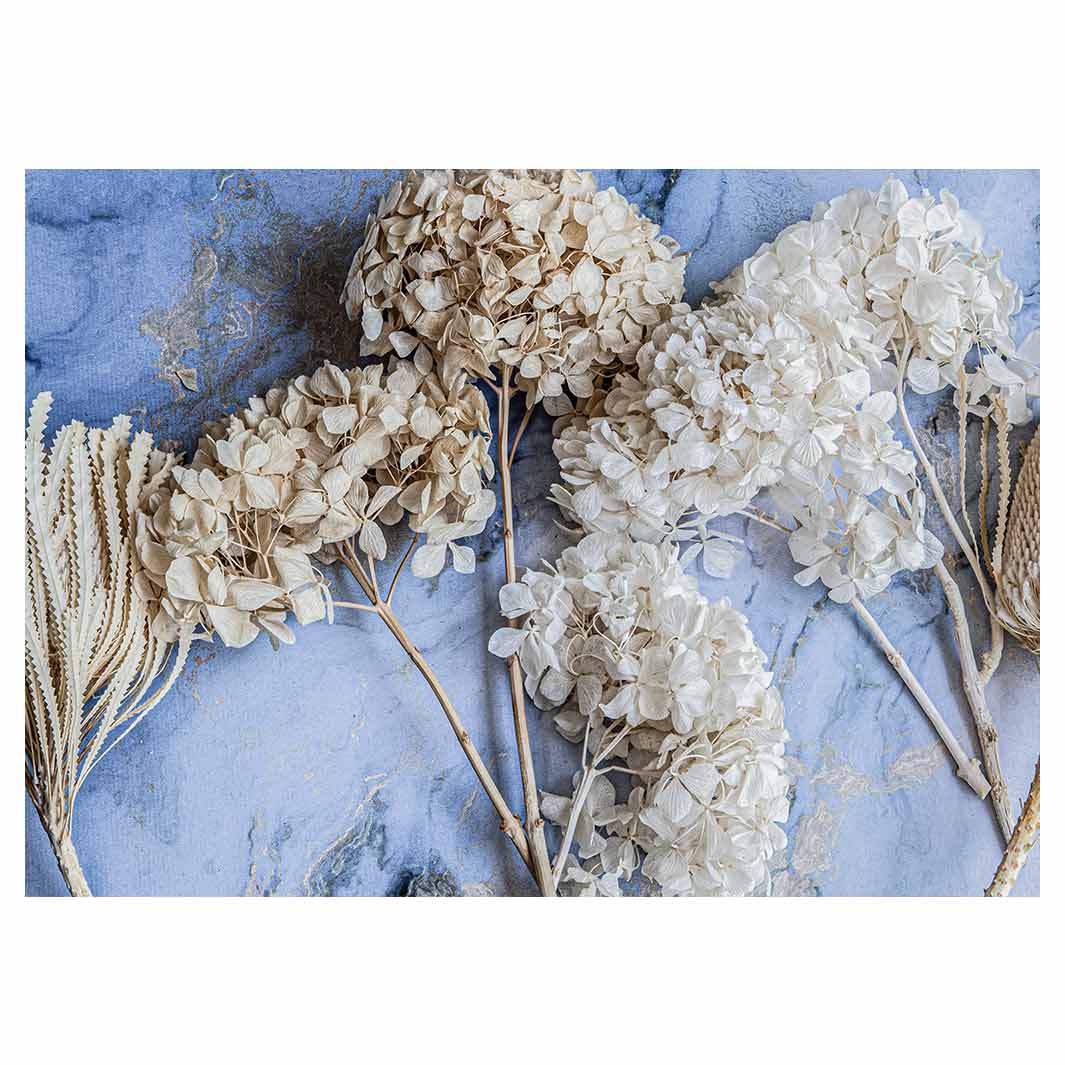 FLORAL CREAM BLEACHED HYDRANGEAS ON BLUE TABLECLOTH