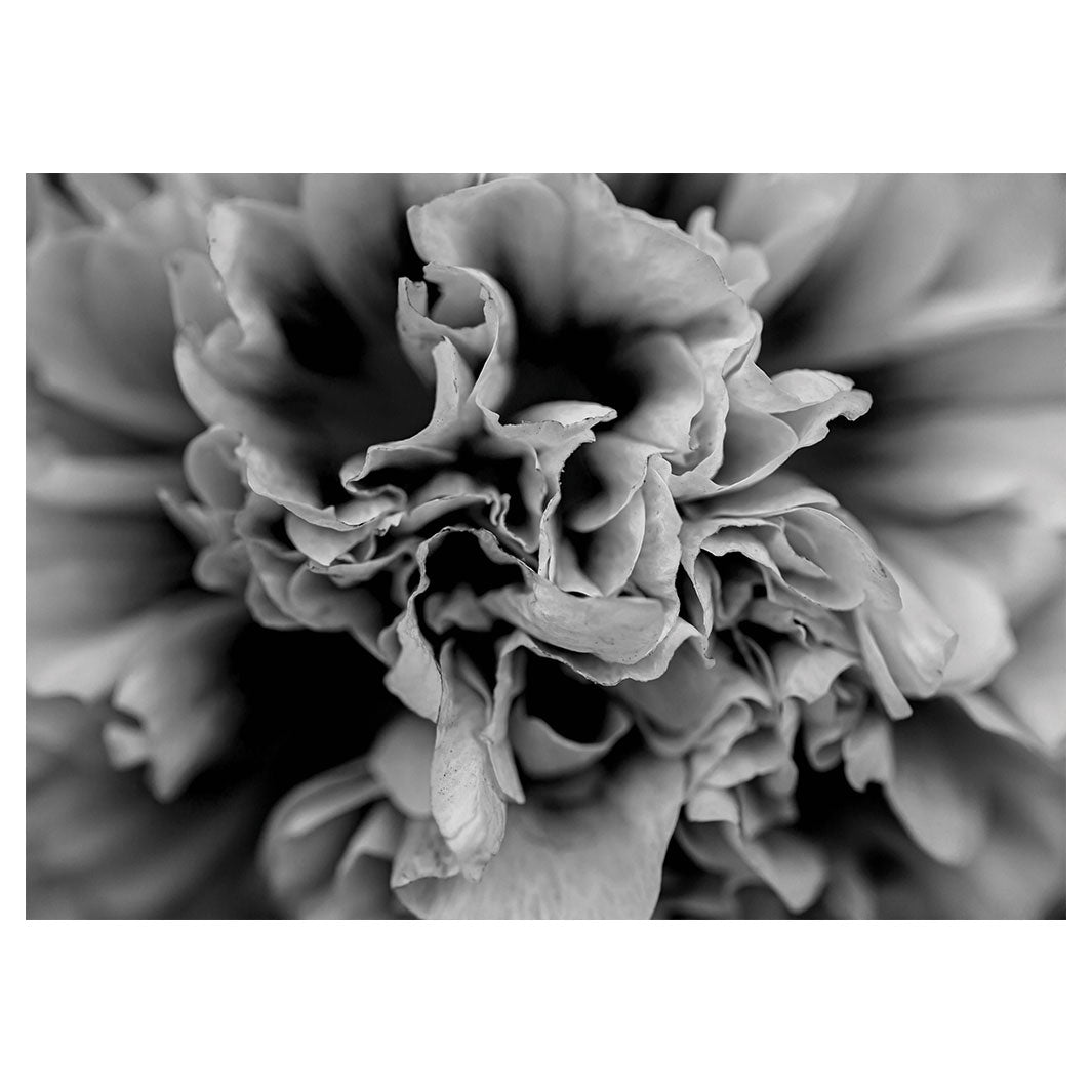 FLORAL BLACK AND WHITE PEONY TABLECLOTH