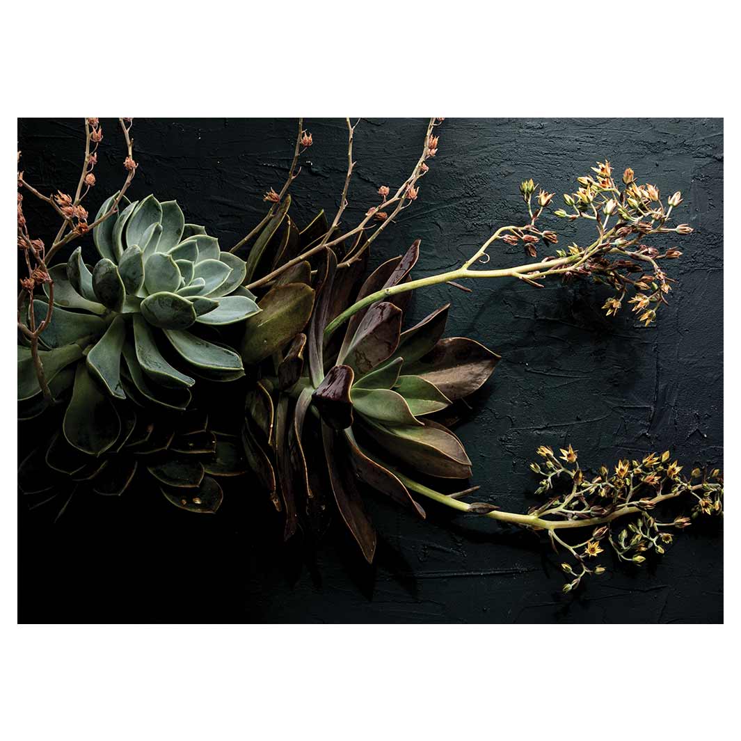 NATURAL GREEN ALOE BUSH WITH LEAVES TABLECLOTH