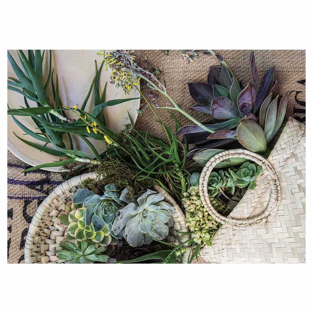 NATURAL GREEN ALOE BOUQUET IN BASKET ON HESSIAN TABLECLOTH