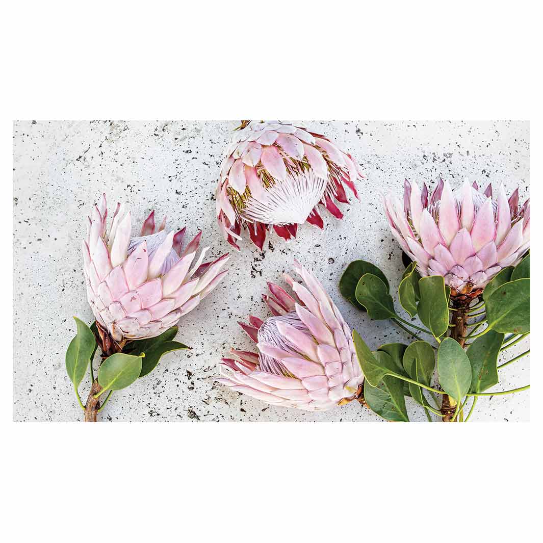 FLORAL PINK PROTEAS ON WHITE TABLECLOTH