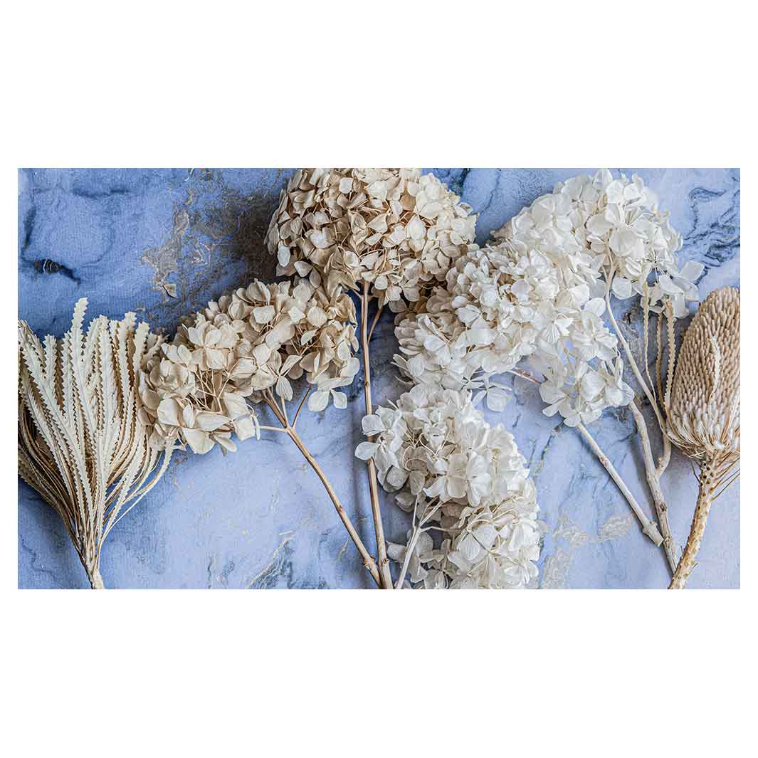 FLORAL CREAM BLEACHED HYDRANGEAS ON BLUE TABLECLOTH