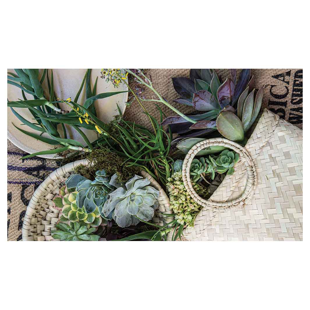 NATURAL GREEN ALOE BOUQUET IN BASKET ON HESSIAN TABLECLOTH