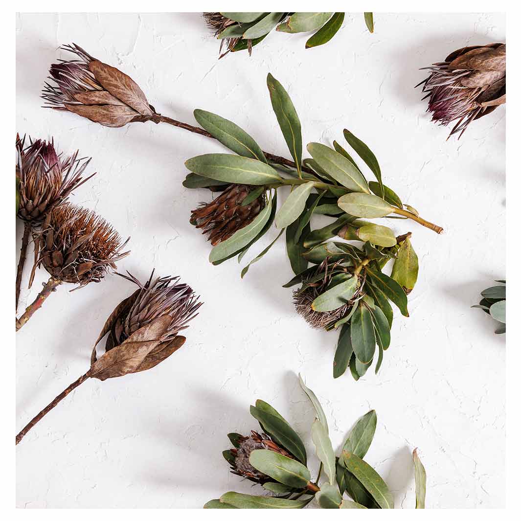SCATTERED DRIED PROTEA WITH GREEN LEAVES TABLECLOTH