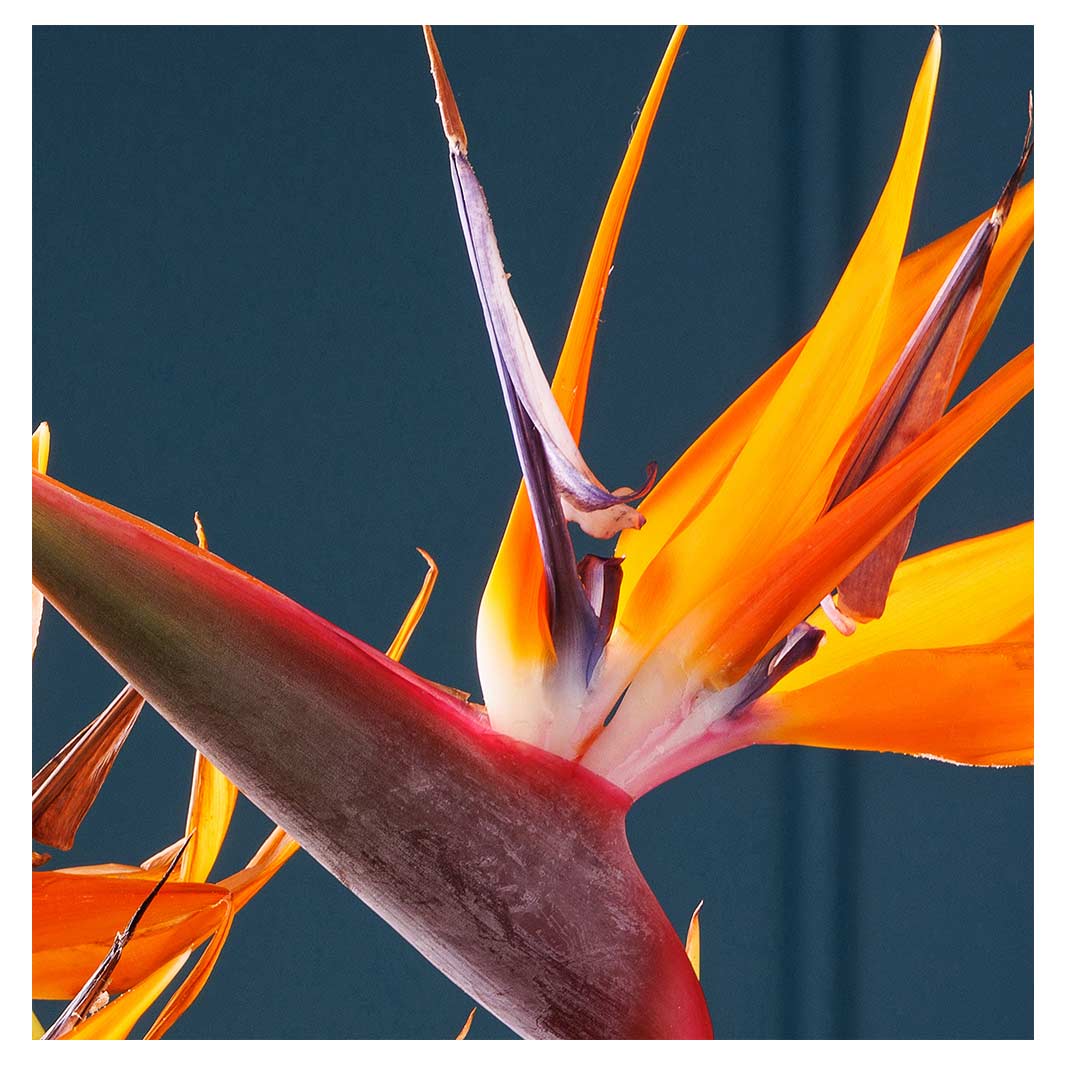 STRELITZIA TRIO ON RICH BLUE TABLECLOTH
