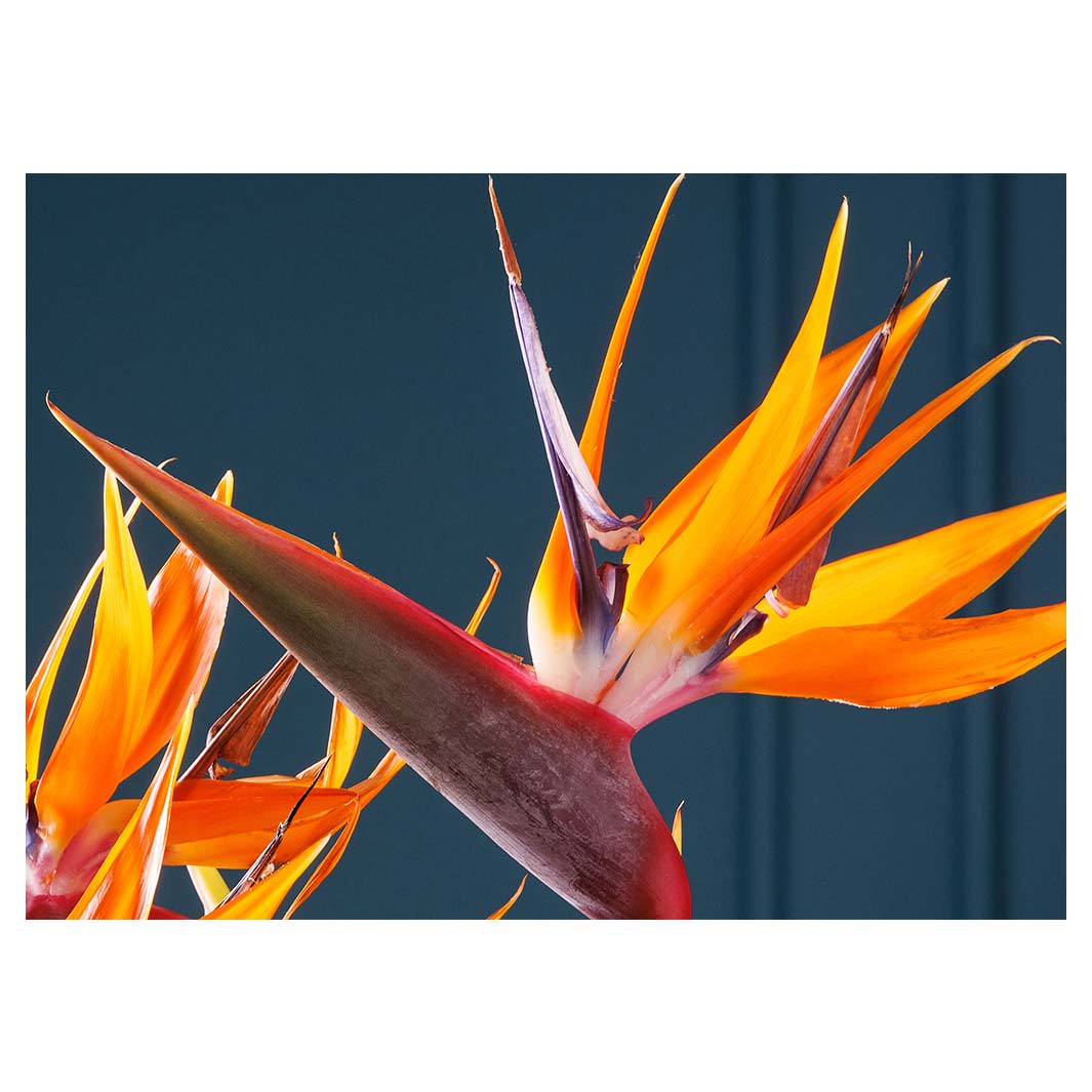 STRELITZIA TRIO ON RICH BLUE TABLECLOTH